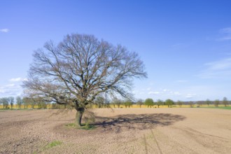 Solitary common oak, pedunculate oak, English oak (Quercus robur) tree with bare branches in