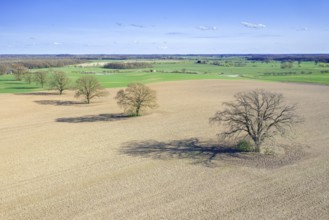 Aerial view over row of common oaks, pedunculate oak, English oak (Quercus robur) trees with bare