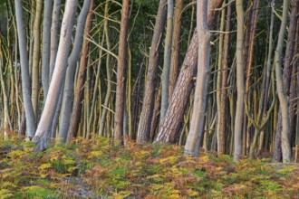 Beech trees and bracken in autumn at DarÃŸ, Darss west coast, Fischland-DarÃŸ-Zingst, Western