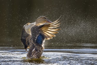 Mallard, wild duck (Anas platyrhynchos) adult female flapping wings while swimming in pond in late
