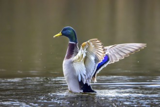Mallard, wild duck (Anas platyrhynchos) adult male, drake flapping wings while swimming in pond in