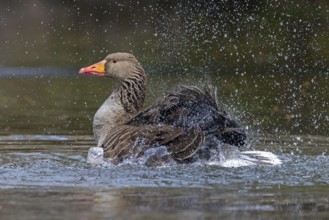 Greylag goose, graylag goose (Anser anser) bathing by splashing water with wings in pond in spring