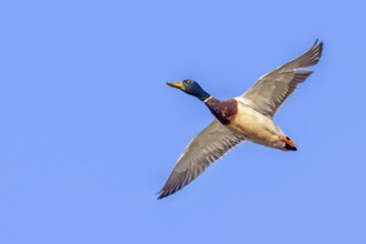 Mallard, wild duck (Anas platyrhynchos) adult male, drake in flight against blue sky in spring