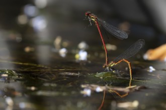 Large red damselfly (Pyrrhosoma nymphula) two adult insects mating on the water surface of a garden