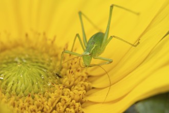 Speckled bush cricket (Leptophyes punctatissima) adult insect on a garden Sunflower flower in the