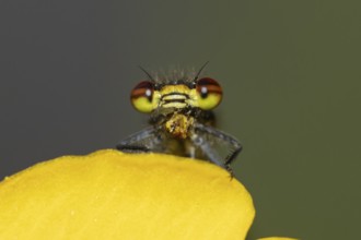 Large red damselfly (Pyrrhosoma nymphula) adult insect feeding on a fly on a garden yellow Kingcup