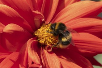 Buff tailed bumble bee (Bombus terrestris) adult insect feeding on garden Dahlia flower in the