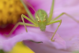 Speckled bush cricket (Leptophyes punctatissima) adult insect on a garden Cosmos flower in the
