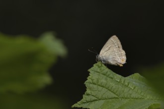 Purple hairstreak butterfly (Favonius quercus) adult insect on a Hazel tree leaf in a woodland in