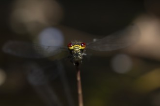 Large red damselfly (Pyrrhosoma nymphula) adult insect head portrait in the summer, England, United