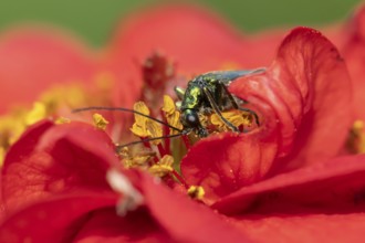 Thick-legged flower beetle (Oedemera nobilis) adult insect feeding on a garden red Geum flower in