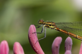 Large red damselfly (Pyrrhosoma nymphula) adult insect on a garden Clematis flower in the summer,
