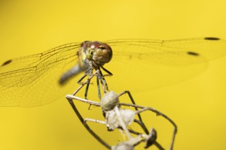 Common darter dragonfly (Sympetrum striolatum) adult insect on a plant seedhead in summer, England,