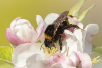 Buff tailed bumble bee (Bombus terrestris) adult insect on apple tree flowers in the springtime,