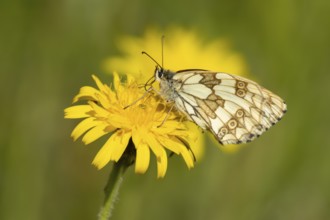 Marbled white butterfly (Melanargia galathea) adult insect feeding on a Hawksbit flower in the