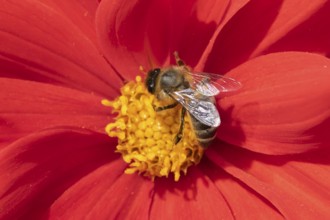 Honey bee (Apis mellifera) adult insect feeding on a garden Dahlia flower in the summer, England,