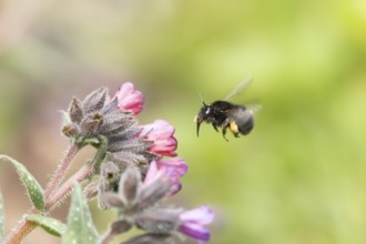 Ashy mining bee (Andrena cineraria) adult insect flying towards a garden flower, England, United