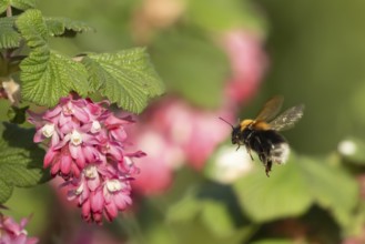 Garden bumble bee (Bombus hortorum) adult insect flying towards a garden flowering current flowers