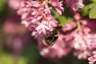Buff tailed bumble bee (Bombus terrestris) adult insect feeding on garden flowering current flowers