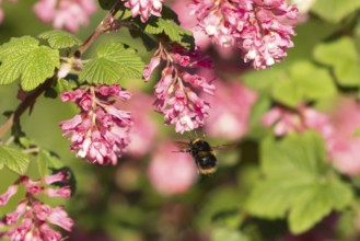 Buff tailed bumble bee (Bombus terrestris) adult insect flying towards garden flowering current