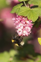 Garden bumble bee (Bombus hortorum) adult insect feeding on garden flowering current flowers in the