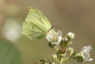 Brimstone butterfly (Gonepteryx rhamni) adult male insect feeding on a Bramble flower in the