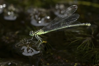 Blue tailed damselfly (Ischnura elegans) adult insect on a garden pond in the summer, England,