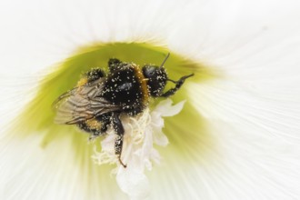 Buff tailed bumble bee (Bombus terrestris) adult insect on a garden Hollyhock flower in the summer,