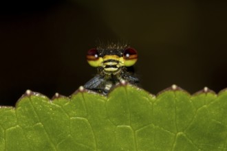 Large red damselfly (Pyrrhosoma nymphula) adult insect on a garden plant leaf in the summer,