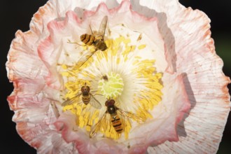 Common hoverfly (Eupeodes corollae) three adult insects on a garden poppy flower in the summer,