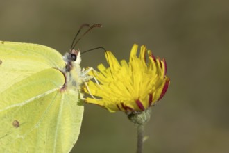 Brimstone butterfly (Gonepteryx rhamni) adult male insect feeding on a Hawksbit flower in the