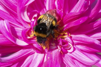 Buff tailed bumble bee (Bombus terrestris) adult insect feeding on a garden Dahlia flower in the