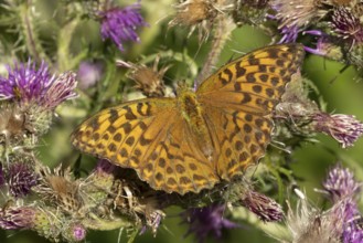 Silver-washed fritillary butterfly (Argynnis paphia) adult insect on a Thistle flower in the
