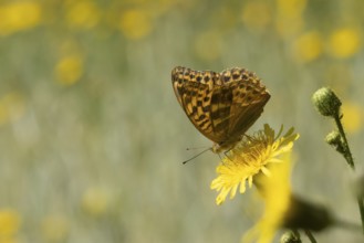 Silver-washed fritillary butterfly (Argynnis paphia) adult insect on a Hawksbit flower in the