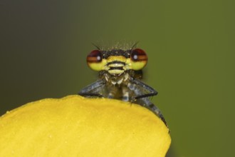 Large red damselfly (Pyrrhosoma nymphula) adult insect on a garden yellow Kingcup pond plant flower