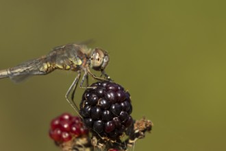 Common darter dragonfly (Sympetrum striolatum) adult insect feeding on a fly while resting on