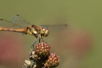 Common darter dragonfly (Sympetrum striolatum) adult insect resting on blackberries fruit in the
