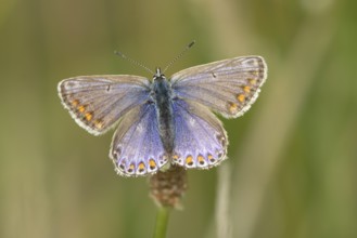 Common blue butterfly (Polyommatus icarus) adult insect resting on a grass stem in the summer,