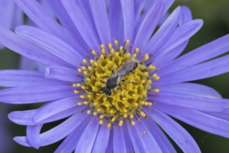 Yellow faced bee (Hylaeus spp.) adult insect on a garden Aster flower in the summer, England,