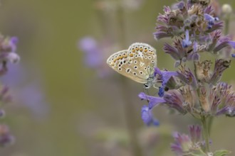 Common blue butterfly (Polyommatus icarus) adult insect feeding on garden Catmint flowers in the