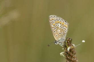 Common blue butterfly (Polyommatus icarus) adult insect resting on a Ribwort plantain flower in the
