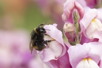 Buff tailed bumble bee (Bombus terrestris) adult insect feeding on garden Snapdragon flowers in the