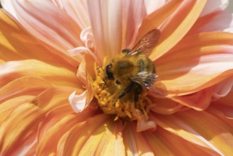 Common carder bumble bee (Bombus pascuorum) adult insect feeding on a garden Dahlia flower in the