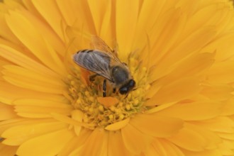 Honey bee (Apis mellifera) adult insect feeding on an orange garden pot marigold flower in the