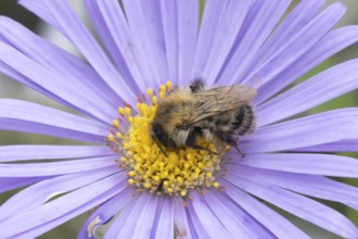 Common carder bumble bee (Bombus pascuorum) adult insect feeding on garden Aster flowers in the