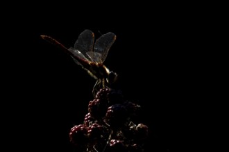 Common darter dragonfly (Sympetrum striolatum) adult insect backlit resting on blackberry fruits in