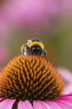 Buff tailed bumblebee (Bombus terrestris) adult insect feeding on garden purple Coneflower