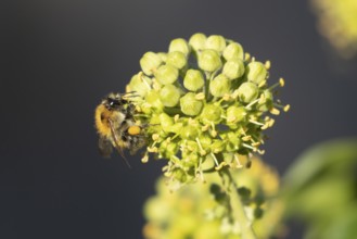 Common carder bumble bee (Bombus pascuorum) adult insect feeding on Ivy flowers in the summer,
