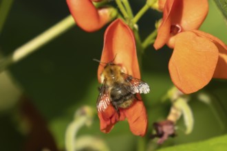 Common carder bumble bee (Bombus pascuorum) adult insect feeding on runner bean garden vegetable