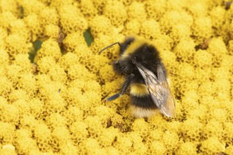 Buff tailed bumble bee (Bombus terrestris) adult insect feeding on yellow garden flowers in the